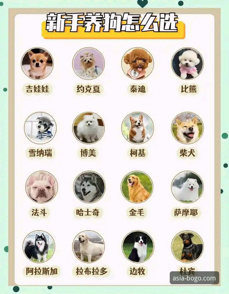 博狗安卓版下载对比实用指南：选对版本的关键技巧